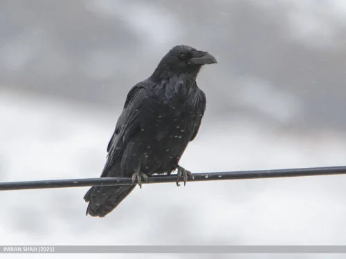 common raven (Corvus corax)