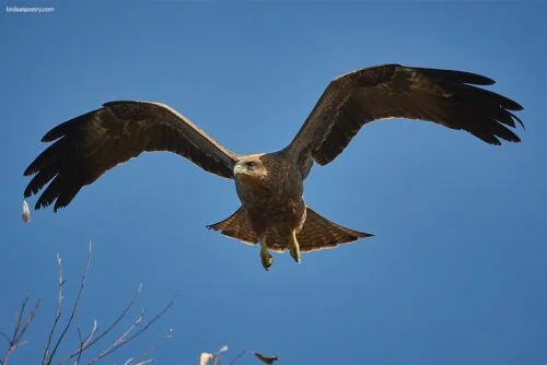 Black Kite (Milvus migrans)