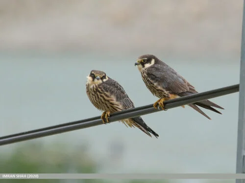 Eurasian Hobby (Falco subbuteo)