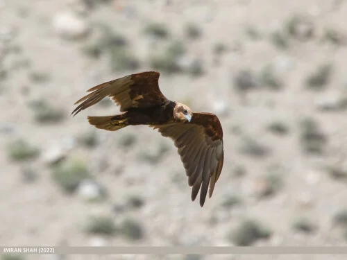 Marsh Harrier (Circus aeruginosus)