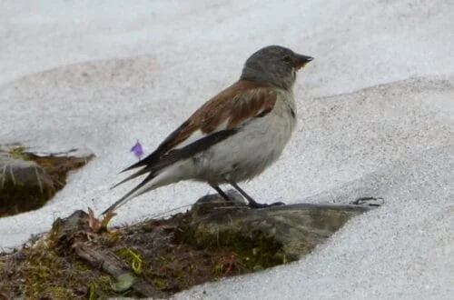 Snowfinch (Montifringilla nivalis)