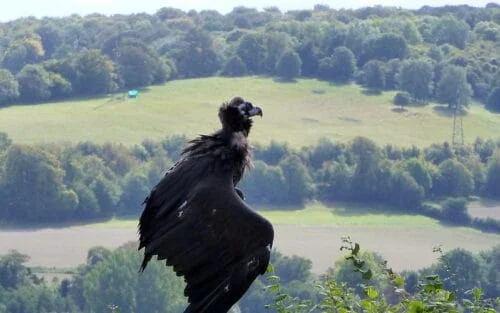 Cinereous Vulture