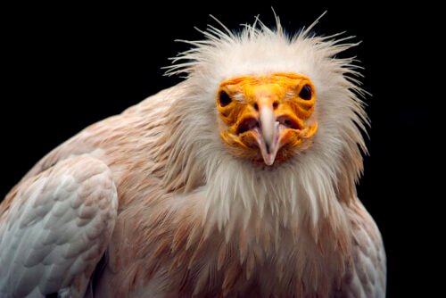 Egyptian Vulture (Neophron percnopterus)