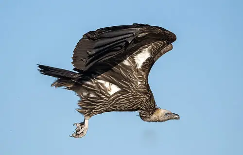 Himalayan Vulture · Gyps himalayensis