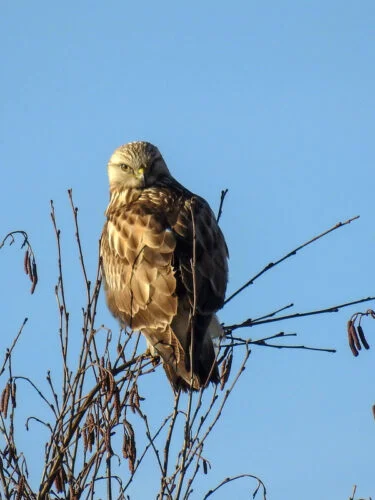 Rough-legged Buzzard (Buteo lagopus)