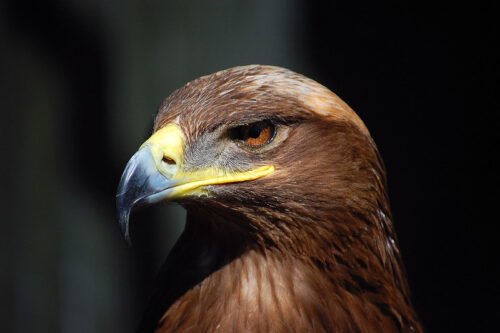 Steppe Eagle 