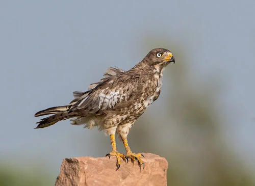 White-eyed Buzzard (Butastur teesa)