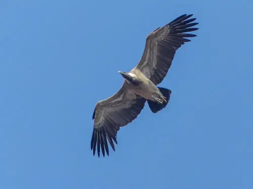 Indian Vulture (Gyps indicus)