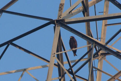 Indian Spotted Eagle (Clanga hastata)