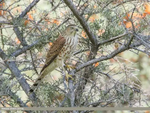 Shikra (Accipiter badius)