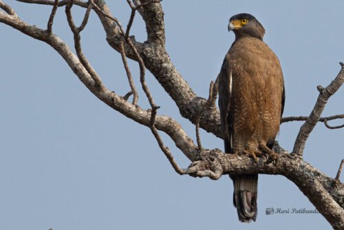 Crested Serpent Eagle