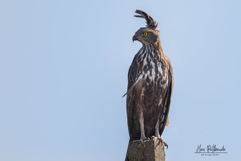 Changeable Hawk-Eagle