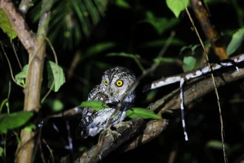 Oriental Scops Owl (Otus sunia)