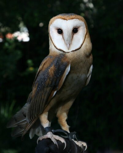 Barn Owl