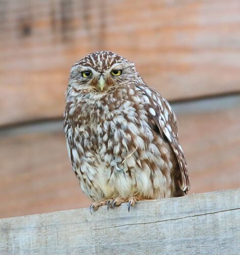 Little Owl (Athene noctua)