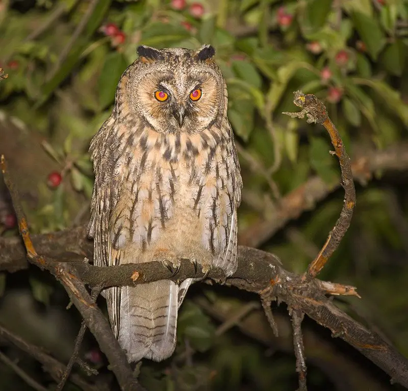 Long-eared Owl (Asio otus)