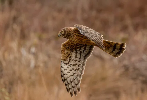 Hen Harrier