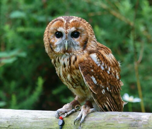 Tawny Owl