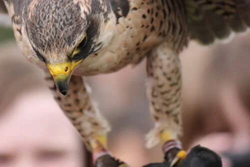 Lanner Falcon (Falco biarmicus)