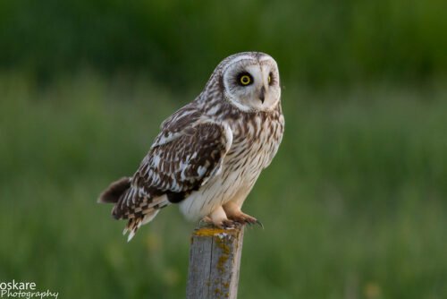 Short-Eared Owl