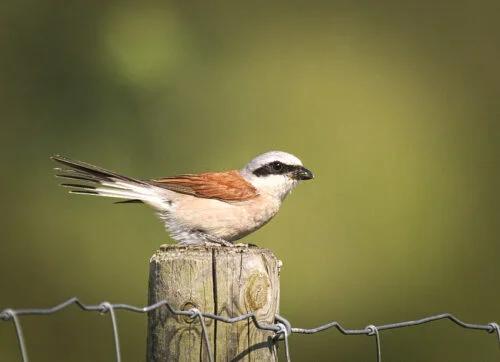 Red-backed Shrike