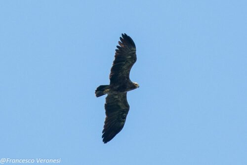 Lesser Spotted Eagle