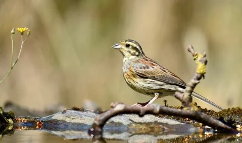 Cirl Bunting