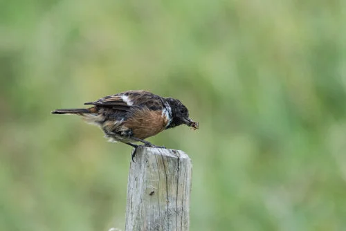 European Stonechat (Saxicola rubicola)
