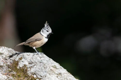 Crested Tit