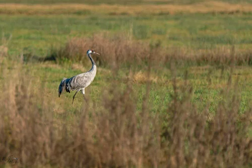 Common Crane