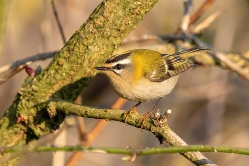 Firecrest