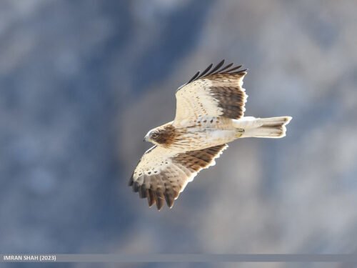 Booted Eagle