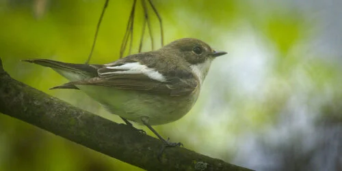 Pied Flycatcher