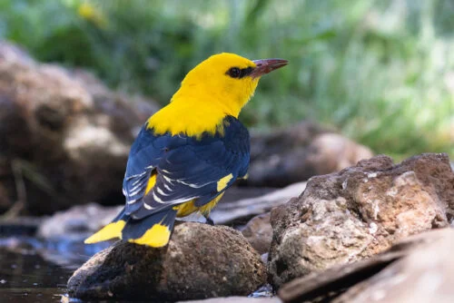 Golden Oriole