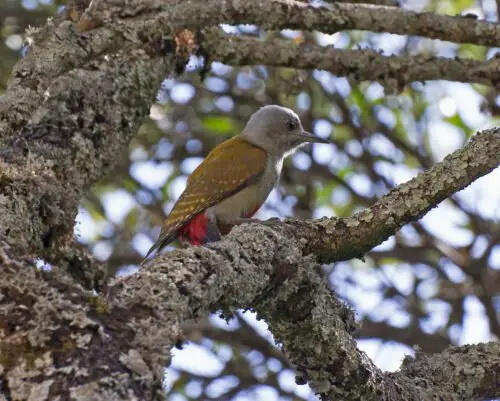 Gray-headed Woodpecker