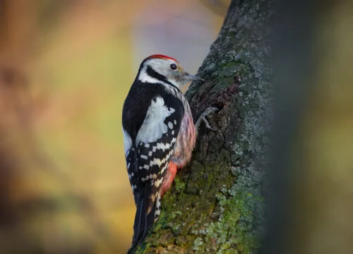 Middle Spotted Woodpecker