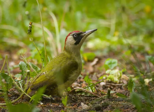 European Green Woodpecker