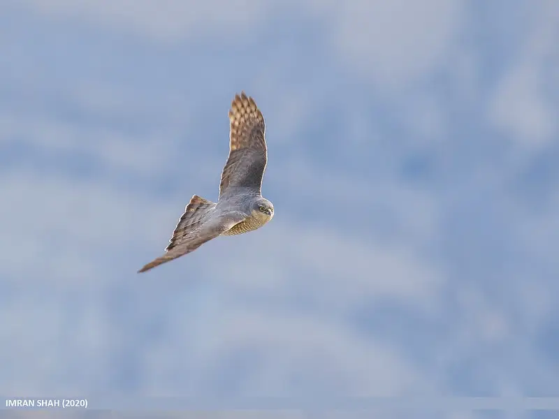 Eurasian Sparrowhawk (Accipiter nisus)