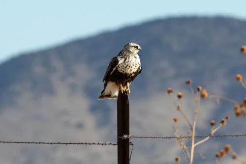 Rough-legged Hawk (Buteo lagopus)