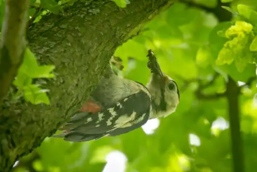 Syrian Woodpecker 