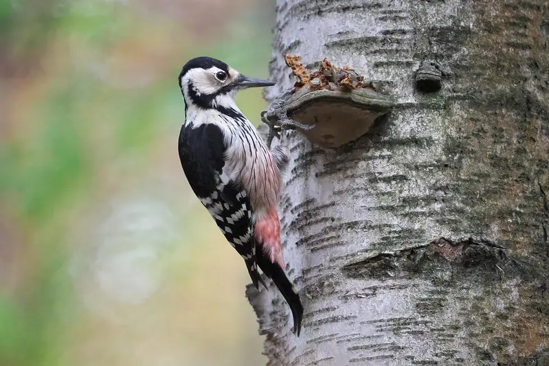 White-backed Woodpecker