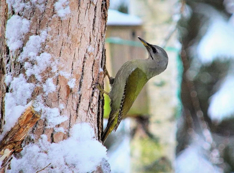 Gray-headed Woodpecker