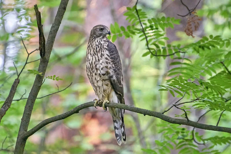 Northern Goshawk (Accipiter gentilis)