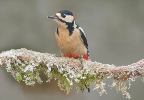 Great Spotted Woodpecker