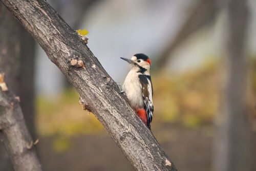 Syrian Woodpecker 