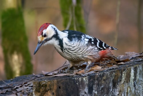 White-backed Woodpecker