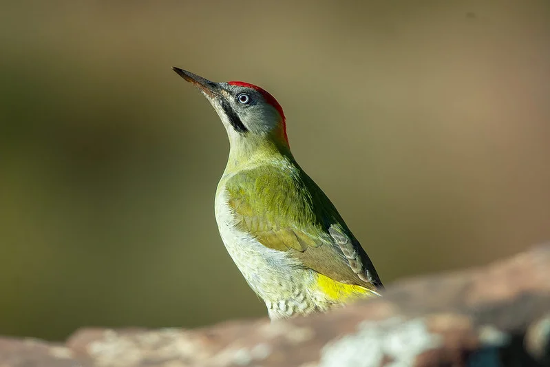 Levaillant's Woodpecker