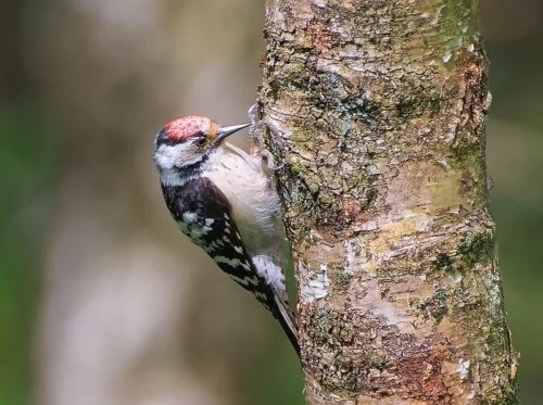 Lesser Spotted Woodpecker