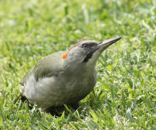 Iberian Green Woodpecker