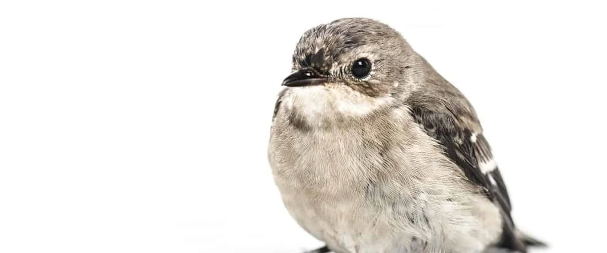 chickadee feeder